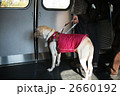 盲導犬