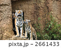 アムールトラ