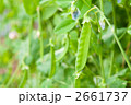 絹さやのアップ