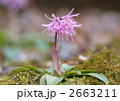 ショウジョウバカマ