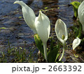 水芭蕉