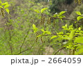 4月　キブシ・キブシ科19
