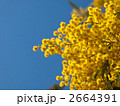 房アカシア