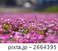 れんげ