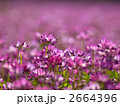 れんげ