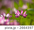 れんげ