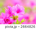 艶やかなつつじ。