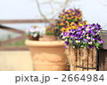 ビオラの寄せ植え