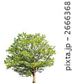 2666368