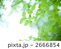 2666854