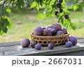 2667031