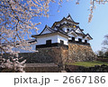 桜の彦根城