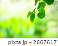 カツラ新緑