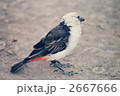 2667666