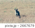 2667679