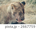 2667759