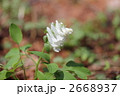 白花のエゾエンゴサクです。