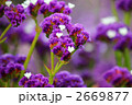 スターチスの花