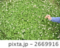 クローバの花畑で摘む
