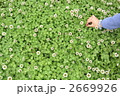 クローバの花畑で摘む