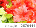 ツツジ
