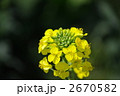 アブラナ