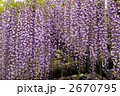 藤の花