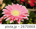 ガーベラ　　桃色二重先白の花