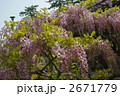 愛知の藤棚　天王川公園