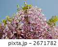 愛知の藤棚　天王川公園