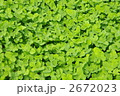 シロツメ草の草むら　クローバーの葉