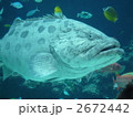 クエ（アラ）