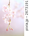 紅枝垂桜イメージ