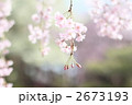 紅枝垂桜イメージ