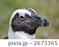 2673365