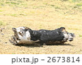黒焦げになった丸太