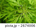 2674006