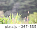 つくし