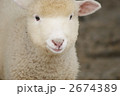 2674389