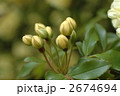 黄花モッコウバラのつぼみ