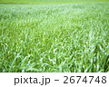新緑の牧草地