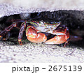 磯のカニ