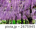 藤棚