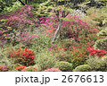 ツツジ山のカラフルな沢山のツツジ
