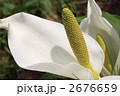 水芭蕉