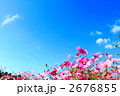 素材ナンバー 2676855 : 「コスモス畑と青空」