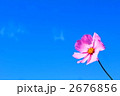 一輪のコスモス