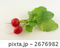 ラディッシュ