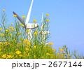 風力発電機のプロペラと晴天の菜の花畑