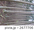 杉林